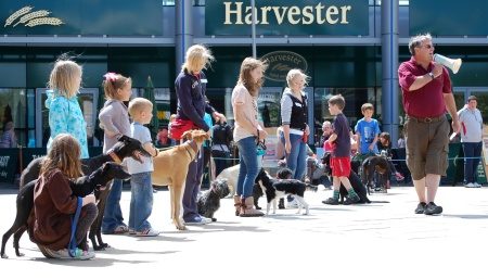 Dog show in Bradley Stoke.