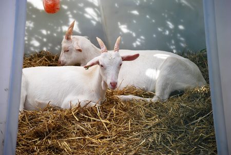 Photo of goats resting in a shelter at Parkway Park & Ride.