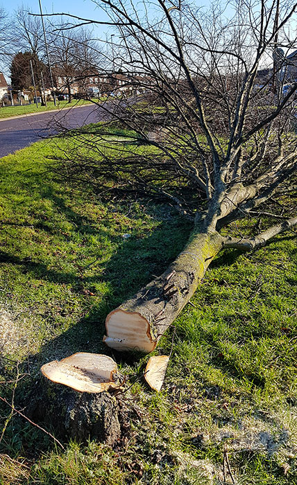 Photo of a felled tree.