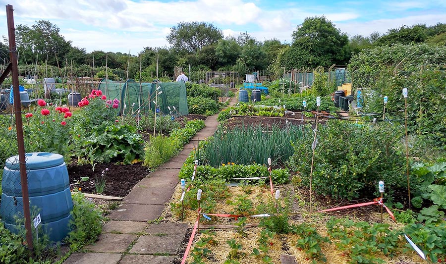 Photo of allotments.
