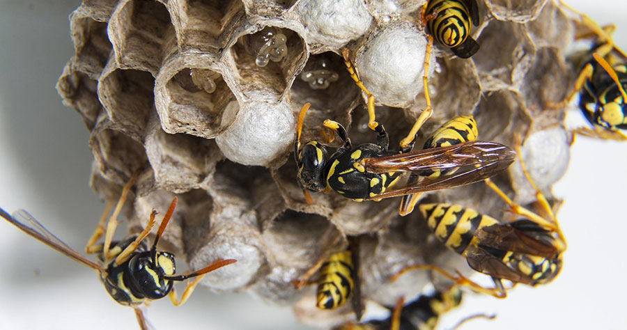 Photo of wasps on a nest.