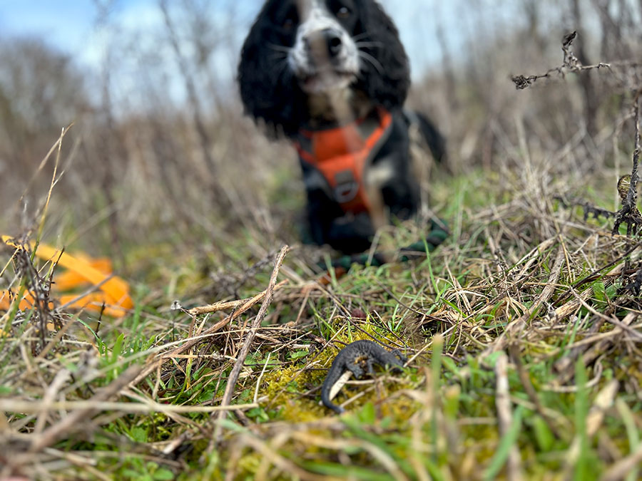 Photo of a newt in long grass with a dog standing in the background.